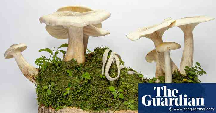 You’ll grow out of them: trainers transformed into plants – in pictures