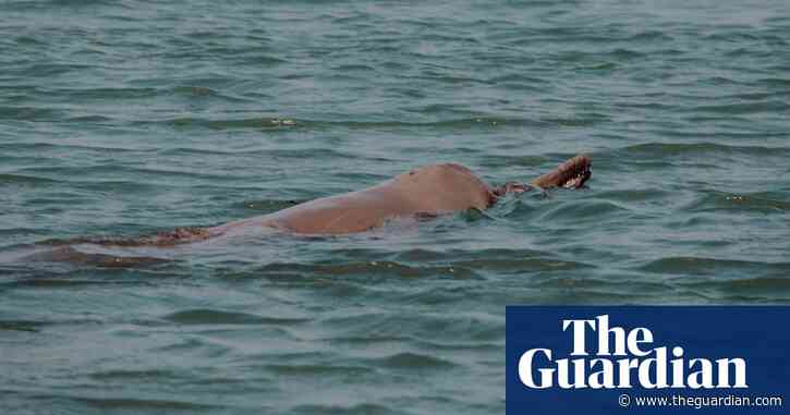 Delight as dolphins spotted in New York’s Bronx River
