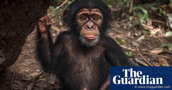 On the edge of extinction: why western chimpanzees matter – photo essay