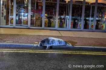 Friday night rescue for seal pup spotted outside Norfolk kebab shop - Brent and Kilburn Times