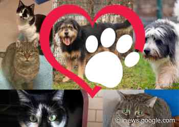 Tierheim Feucht: Diese Tiere suchen ein Zuhause - N-Land.de