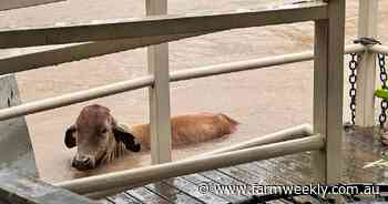 Disaster relief drives community cohesion