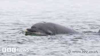 Dolphins seen in Bronx River for first time in five years
