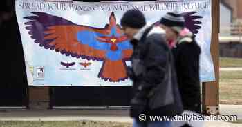 Two young eagles spotted at 'In Search of Eagles' program along the Fox River, along with a few dozen ducks