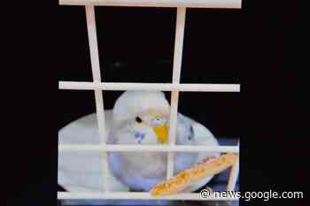 Politie Blankenberge speurt naar vermiste… vogeltjes, en wel 24 ... - KW.be