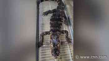 Young alligator abandoned in New Jersey heads for new life in Florida
