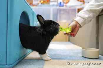 Hong Kong pet rabbits enjoy bunny resort while owners away - Winona Times