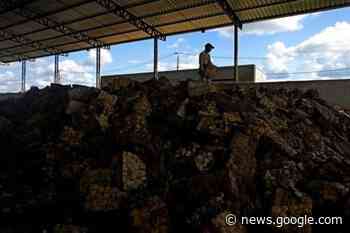 Fashion sneakers propel sustainable rubber in Brazil Amazon - Winona Times