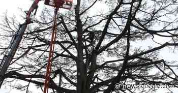 Abbattuto a Merano un cedro del Libano ultracentenario: scoppia la ... - Alto Adige