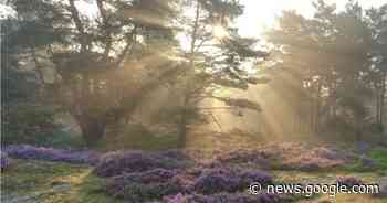 Natuurpunt voert uitgebreide beheerwerken uit voor vitaler ... - Het Laatste Nieuws