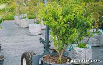 Cosenza, dalla prossima settimana al via i lavori di forestazione ... - Quotidiano online