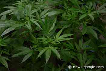 COSENZA - Due arresti: Individuata piantagione di cannabis - VeritasNews24