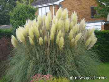 Gardening with Dave Allan: How extreme weather affects your plants - HeraldScotland