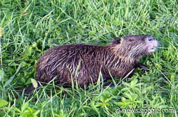 Eradicazione della nutria. Corsi per volontari a Cremona - Il Nuovo Torrazzo