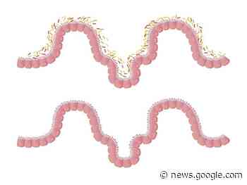 Gut Microbes Control the Body’s Thermostat - Neuroscience News