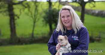 'Pets are beaten and tortured... they're the silent victims of domestic abuse'