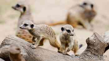 Tiere - Heidelberg - Zoobesuche wieder auf Niveau wie vor Corona ... - Süddeutsche Zeitung - SZ.de