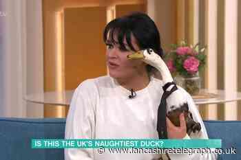 Chorley: 'The country’s naughtiest bird' appears on This Morning
