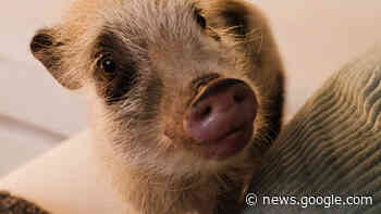 Griesser: Grosser Auftritt für kleines Hausschwein - Werbung - persoenlich.com