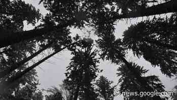 Windpark im Forst: Neuer Vertrag soll Projekt wieder in Fahrt bringen - Süddeutsche Zeitung - SZ.de