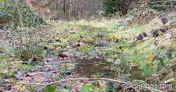 So sehen Forst und Landwirtschaft den anhaltenden Regen - Kreis ... - Rheinpfalz.de