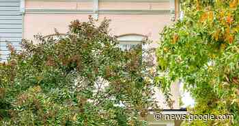 This Longtime NYC Renter Found Her Dream House in Baltimore—And Then She Painted It Pink - Domino