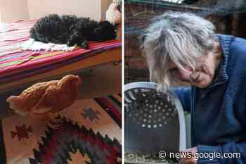 'Miracle' as Brighton pensioner's pet chicken returns home - The Argus