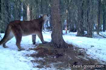 Cougar sightings in Coldwater area 'concerning,' residents say - OrilliaMatters