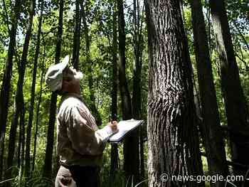 Lambton County forest designated as a Key Biodiversity Area - The Sarnia Observer