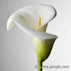 Mary Bellegarde | Obituary | Gloucester Times - Gloucester Times