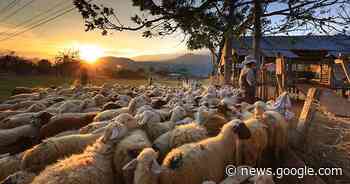 La lana locale è in pericolo: ecco il progetto per rivalorizzarla - Giornale La Voce