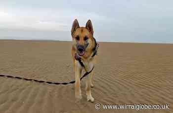 Seaside-loving family needed for beach bum Jerry