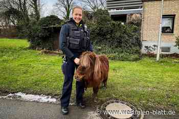 Tierischer Polizeieinsatz: Kommissarin fängt in Herford ausgebüxtes Pony