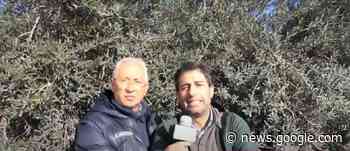 Francesco Marino segretario regionale delle “Città dell’olio” di Sicilia - Sicilia Agricoltura