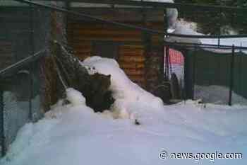 Boo the bear bumbles out of bed near Golden - Salmon Arm Observer - Salmon Arm Observer