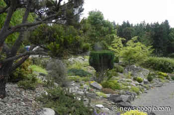 Plant thefts leave Nanoose volunteer gardeners frustrated ... - Nanaimo Bulletin