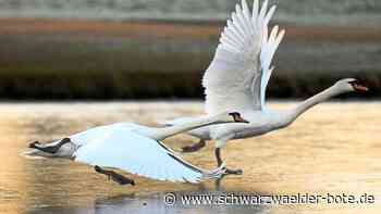 Geflügelpest in der Region: Calwer Landratsamt schlägt Alarm
