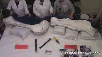 Dinosaur bones found in Colorado publicly revealed