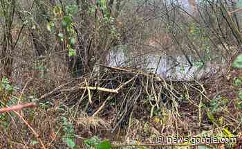 Bever bouwt burcht in Beerze - Brabants Centrum