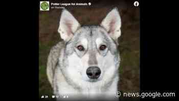 Rhode Island wolf-dog looks for home, faces legal barriers - Miami Herald