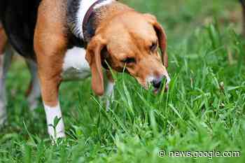 In Lahr wird es keine Hundewiese geben - badische-zeitung.de