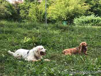 "Belluno Città amica degli animali", proposte politiche e azioni ... - News In Quota