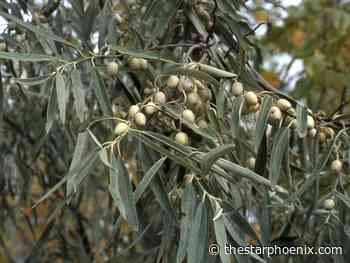 Russian olive and wolf willow can complement existing trees and shrubs