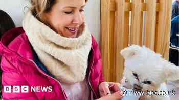 Dog attacks: Surge in incidents involving out-of-control dogs