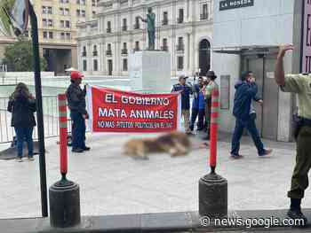 Leon muerto es dejado frente a La Moneda en protesta contra el SAG - Radioagricultura