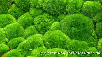 Moos als Zimmerpflanze ist beruhigend und gut für das Wohnklima