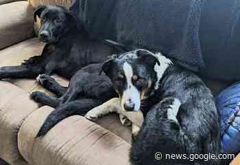 Dogs find way home after 5 days missing on Enderby Bluffs - Vernon ... - Castanet.net