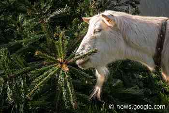 Das Lob der Ziege singen - Satire - badische-zeitung.de