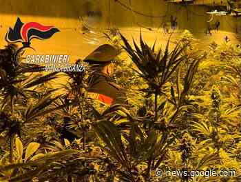 Carabinieri irrompono nella "fabbrica della marijuana" - Monza in Diretta