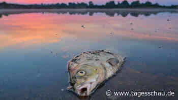Könnte sich ein Fischsterben wie in der Oder wiederholen?